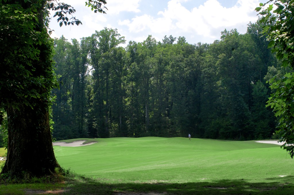 View from big tree of golf course with bunker and trees in distance