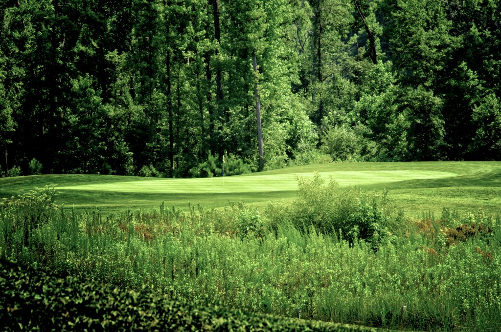 View of golf course hole from tall foliage